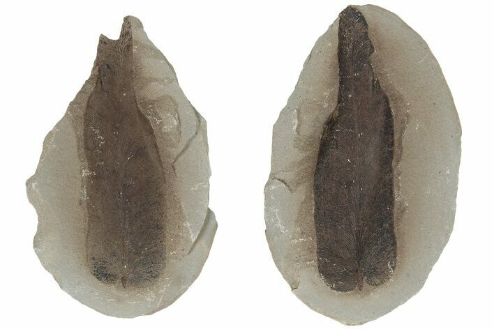 Fossil Seed Fern (Neuropteris) Pos/Neg - Mazon Creek #183287